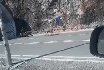 Motorista vuče magarca na putu Podgorica-Cetinje Motorista vuče magarca na putu Podgorica-Cetinje
