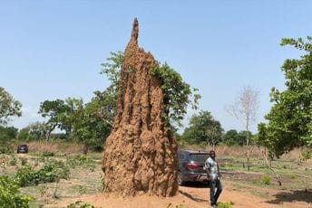 Termitnjaci u Beninu visoki i do pet metara Termitnjaci u Beninu visoki i do pet metara