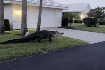 Veliki aligator viđen kako luta po Floridi Veliki aligator viđen kako luta po Floridi