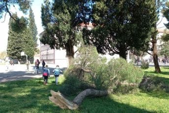 Śever u Podgorici izvaljivao stabla, kidao kablove, obarao semafore Śever u Podgorici izvaljivao stabla, kidao kablove, obarao semafore