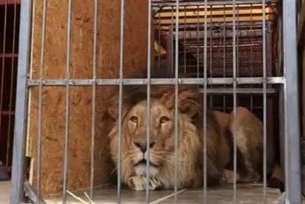 Ostali u zoološkom vrtu u Harkovu da hrane životinje, Rusi ih ubili Ostali u zoološkom vrtu u Harkovu da hrane životinje, Rusi ih ubili