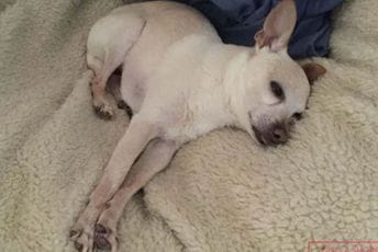 Čivava sa Floride najstariji je pas na svijetu Čivava sa Floride najstariji je pas na svijetu