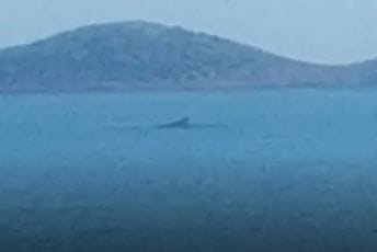 Jato kitova ulješura pojavilo se u Jadranu Jato kitova ulješura pojavilo se u Jadranu