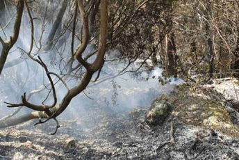 Lokalizovan požar u okolini Tivta Lokalizovan požar u okolini Tivta