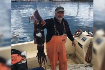 Totanj od osam kilograma ulovljen kod Budve Totanj od osam kilograma ulovljen kod Budve