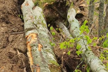 Vuković: Naočigled nadzornika i službe zaštite u NP Prokletije ozbiljno devastiran prostor Vuković: Naočigled nadzornika i službe zaštite u NP Prokletije ozbiljno devastiran prostor