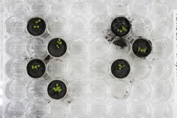 Naučnici prvi put uzgojili biljke u zemlji sa Mjeseca Naučnici prvi put uzgojili biljke u zemlji sa Mjeseca