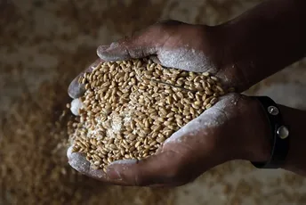 Pomoć u žitaricama za najugroženije zemlje najavljena u Ukrajini Pomoć u žitaricama za najugroženije zemlje najavljena u Ukrajini