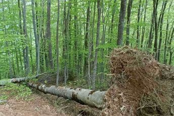 Ekološko društvo Breznica: Skandalozno i nelegalo krčenje puta u NP Prokletije Ekološko društvo Breznica: Skandalozno i nelegalo krčenje puta u NP Prokletije