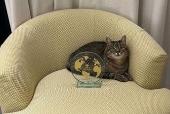 Ukrajinski mačak Stepan dobio nagradu u Kanu za uticaj na društvenim mrežama Ukrajinski mačak Stepan dobio nagradu u Kanu za uticaj na društvenim mrežama