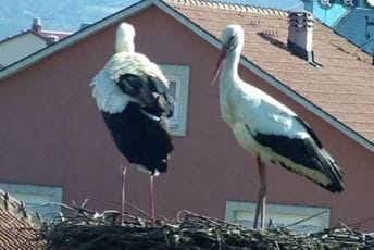 Zeković: Nestali lešinari, ugrožene rode, sivi sokolovi... Zeković: Nestali lešinari, ugrožene rode, sivi sokolovi...