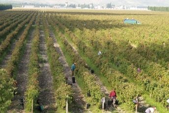 Vodovod i kanalizacija: Sezona proizvodnje na “Plantažama” pojačaće neprijatne mirise u okolini postrojenja