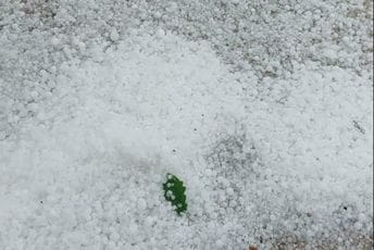 Veliko nervijeme pogodilo okolinu Nikšića: Strahuje se da je grad uništio mnoge usjeve i voćnjake (FOTO) Veliko nervijeme pogodilo okolinu Nikšića: Strahuje se da je grad uništio mnoge usjeve i voćnjake (FOTO)