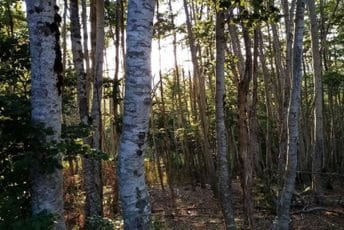 ''Joković da stane na kraj visegodišnjim kriminalnim radnjama u šumarstvu'' ILUSTRACIJA