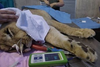 Lav iz Budve ide u Holandiju 20. juna Lav iz Budve ide u Holandiju 20. juna