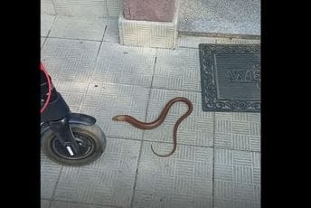 Blavor rastjerao stranke ispred CRPS-a Blavor rastjerao stranke ispred CRPS-a