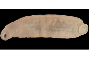 Nova vrsta pijavice otkrivena u Crnoj Gori: Dina crnogorensis Nova vrsta pijavice otkrivena u Crnoj Gori: Dina crnogorensis