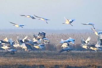 Prvi kineski zakon o zaštiti močvara stupio na snagu Prvi kineski zakon o zaštiti močvara stupio na snagu