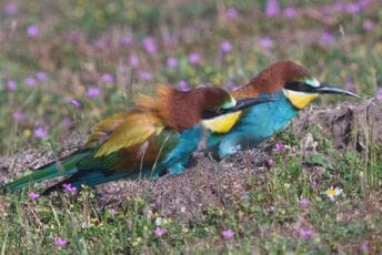CZIP: Uništena kolonija pčelarica u Ulcinju CZIP: Uništena kolonija pčelarica u Ulcinju