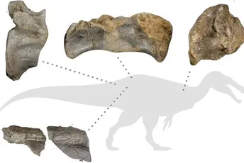 Pronađeni ostaci najvećeg kopnenog dinosaurusa u Evropi Pronađeni ostaci najvećeg kopnenog dinosaurusa u Evropi