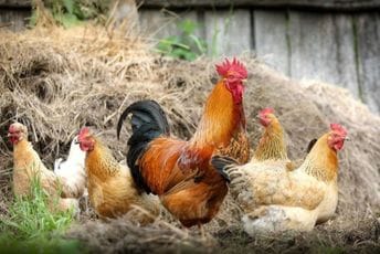 Ukinuta zabrana držanja živine na otvorenom Ukinuta zabrana držanja živine na otvorenom