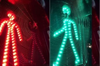 Pauk se nastanio na semaforu, mrežom "zarobio" svjetla za pješake Pauk se nastanio na semaforu, mrežom "zarobio" svjetla za pješake