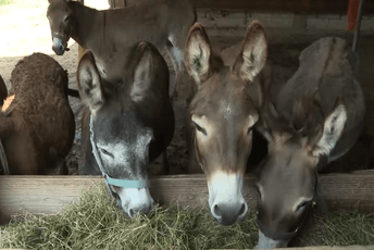 Farma magaraca Martinići: Idilično mjesto za ljubitelje prirode, životinja i mira... Farma magaraca Martinići: Idilično mjesto za ljubitelje prirode, životinja i mira...