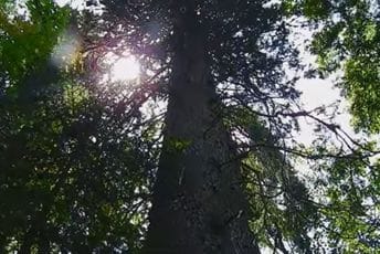 Najviša smrča na svijetu raste u Nacionalnom parku Biogradska gora (VIDEO) Najviša smrča na svijetu raste u Nacionalnom parku Biogradska gora (VIDEO)