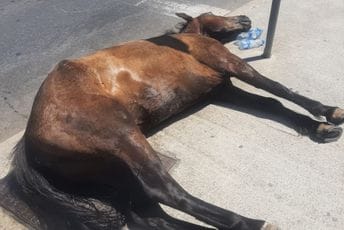 Podgorica: Iscrpljeni konj srušio se na trotoar Podgorica: Iscrpljeni konj srušio se na trotoar