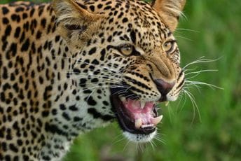 Leopard za dva dana ubio troje djece Leopard za dva dana ubio troje djece