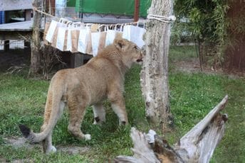 Lav stigao u Holandiju, dobio i ime Lav stigao u Holandiju, dobio i ime
