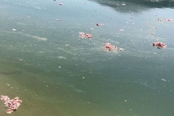 Green Home: Inspekcija da procesuira odgovorne za nusproizvode životinjskog porijekla u Zeti Green Home: Inspekcija da procesuira odgovorne za nusproizvode životinjskog porijekla u Zeti