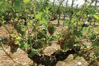 Za desetak minuta uništeni sav trud i ulaganje Detalj iz vinograda kompanije 13. jul – Plantaže