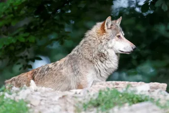 Vukovi zaklali 40 ovaca i jagnjadi na katunu Crvene lokve Ilustracija