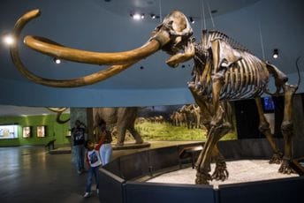 U Kanadi pronađeni zamrznuti ostaci mladunčeta vunastog mamuta U Kanadi pronađeni zamrznuti ostaci mladunčeta vunastog mamuta