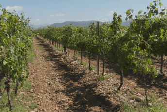 Tretiraju lozu preparatima s isteklim rokom trajanja Tretiraju lozu preparatima s isteklim rokom trajanja