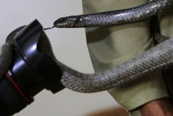 Panika u Mostaru, hospitalizovano troje pacijenata: Ujele ih zmije otrovnice Panika u Mostaru, hospitalizovano troje pacijenata: Ujele ih zmije otrovnice