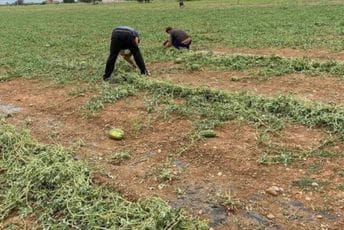 Poljoprivrednici sabiraju troškove nakon nevremena: Poklanjaju lubenicu i čekaju pomoć Poljoprivrednici sabiraju troškove nakon nevremena: Poklanjaju lubenicu i čekaju pomoć
