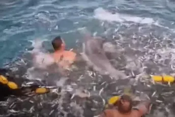 Ribari iz Rijeke spasili delfina koji se zapleo u mrežu Ribari iz Rijeke spasili delfina koji se zapleo u mrežu