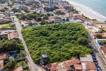 Jedno stablo čini čitavu šumu: Pogledajte najveće drvo indijskog oraha na svijetu Jedno stablo čini čitavu šumu: Pogledajte najveće drvo indijskog oraha na svijetu