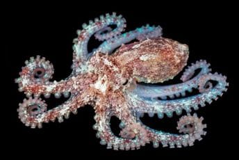 U more kod Splita puštene stotine hiljada hobotnica U more kod Splita puštene stotine hiljada hobotnica