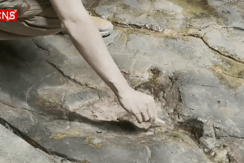 U dvorištu restorana pronađeni otisci dinosaurusa stari 100 miliona godina U dvorištu restorana pronađeni otisci dinosaurusa stari 100 miliona godina