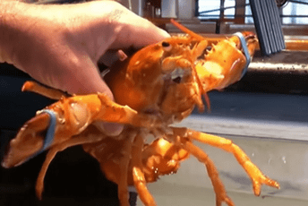 Zahvaljujući radnicima restorana od sigurne smrti spašen rijedak jastog Zahvaljujući radnicima restorana od sigurne smrti spašen rijedak jastog