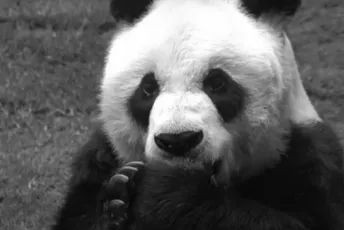 Hong Kong: Uspavana najstarija panda na svijetu Hong Kong: Uspavana najstarija panda na svijetu