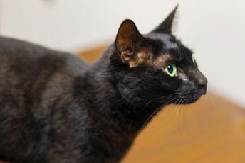 Poljski institut uvrstio domaću mačku u „invanzivnu vanzemaljsku vrstu“ Poljski institut uvrstio domaću mačku u „invanzivnu vanzemaljsku vrstu“