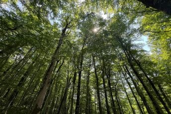 Bukove prašume NP Biogradska gora nominovane za UNESCO Listu svjetske baštine