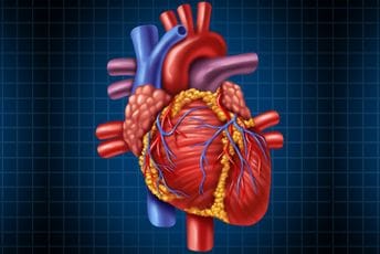 Spajk protein oštećuje ćelije srčanog mišića Spajk protein oštećuje ćelije srčanog mišića