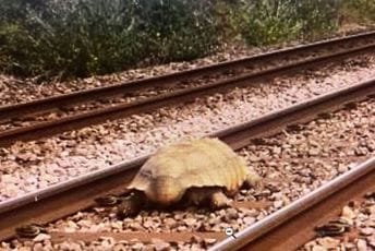 Ogromna kornjača zaustavila vozove u Engleskoj Ogromna kornjača zaustavila vozove u Engleskoj