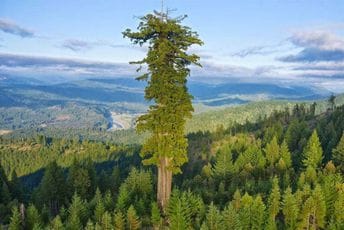 Posjete najvišem stablu na planeti zvanično zabranjene, evo i zašto (FOTO) Posjete najvišem stablu na planeti zvanično zabranjene, evo i zašto (FOTO)
