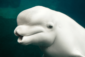 Kit beluga viđen u Seni Kit beluga viđen u Seni